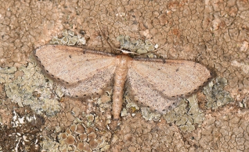 Idaea infirmaria