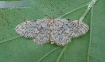 Idaea inquinata
