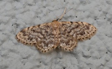 Idaea inquinata