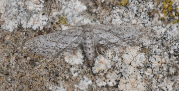 Idaea longaria