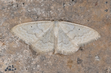 Idaea lusohispanica