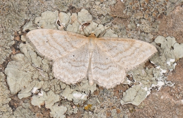Idaea macilentaria