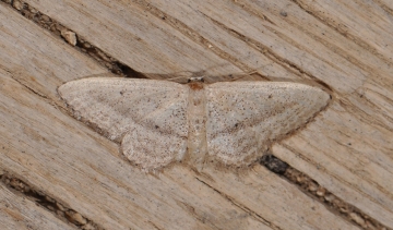 Idaea mediaria