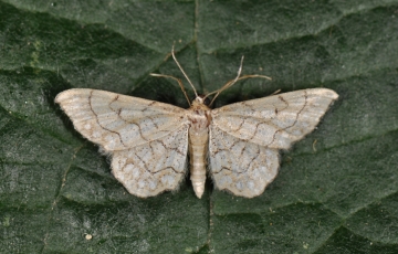 Idaea moniliata