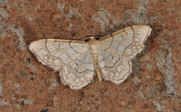 Idaea moniliata