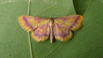Idaea muricata