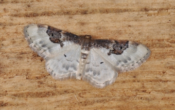 Idaea mustelata