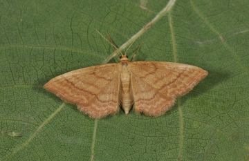 Idaea ochrata