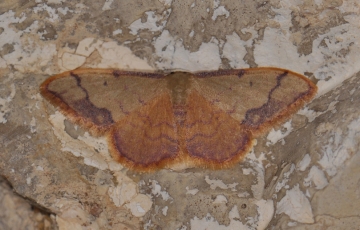 Idaea ostrinaria