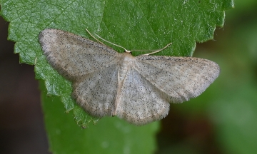 Idaea pallidata