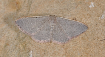 Idaea predotaria
