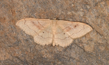 Idaea rubraria