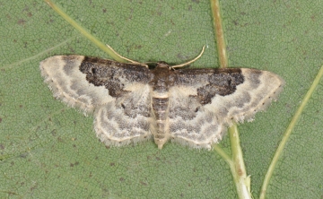 Idaea rusticata