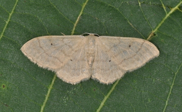 Idaea straminata