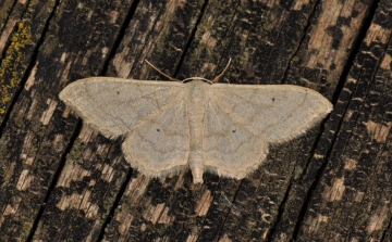 Idaea straminata