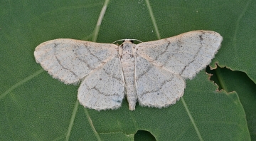 Idaea straminata
