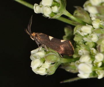 Incurvaria masculella