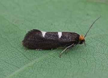 Incurvaria masculella