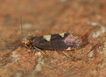 Incurvaria oehlmanniella