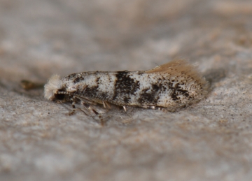 Infurcitinea atrifasciella