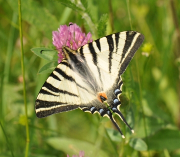 Iphiclides podalirius
