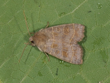 Ipimorpha subtusa