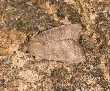 Ipimorpha subtusa