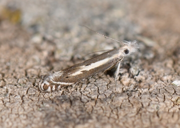 Isophrictis lineatellus