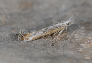 Isophrictis meridionella