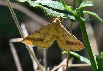 Isturgia arenacearia