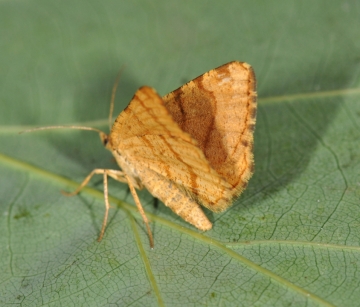 Macaria brunneata