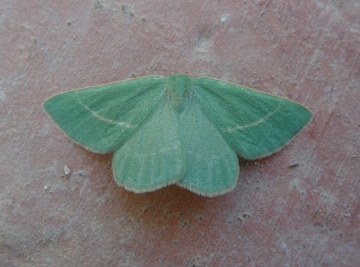 Bustilloxia saturata