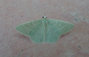 Phaiogramma etruscaria