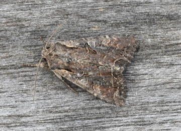 Lacanobia suasa