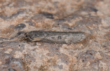 Lamoria anella