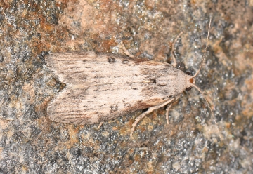 Lamoria anella