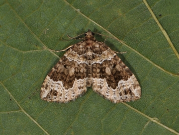 Lampropteryx otregiata