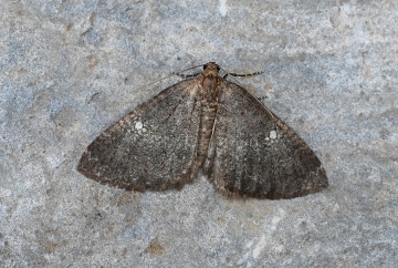 Larentia malvata