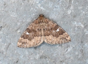 Larentia malvata