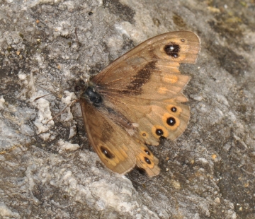 Lasiommata petropolitana