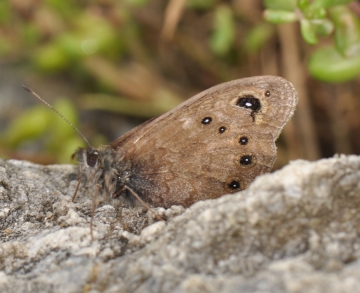 Lasiommata petropolitana