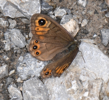 Lasiommata petropolitana