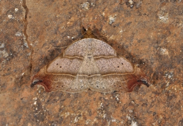 Laspeyria flexula