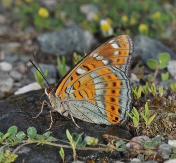 Limenitis populi