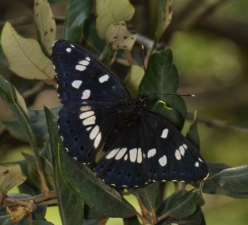 Limenitis reducta