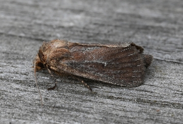 Lenisa geminipuncta