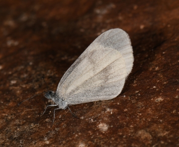 Leptidea morsei