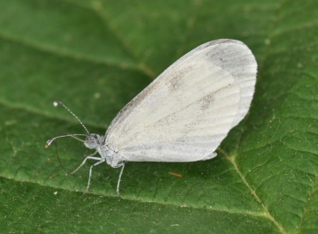 Leptidea sinapis