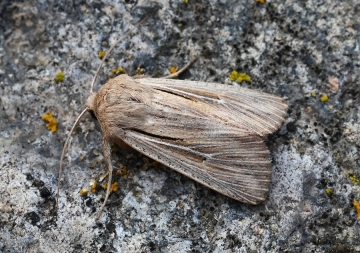 Leucania comma