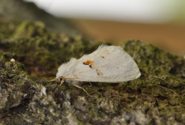 Leucodonta bicoloria